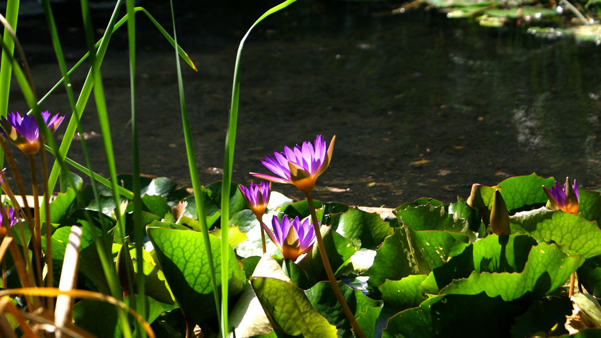 Purple water lilies growing at the edge of Lake Hévíz