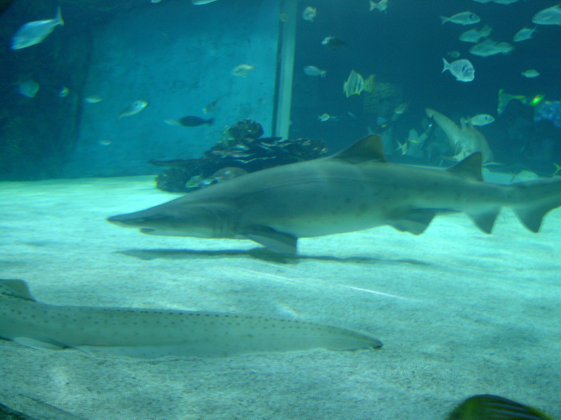 Sharks cruising over the sandy floor of the big saltwater tank at the Tropicarium in Budapest, with reef fish shoaling behind them