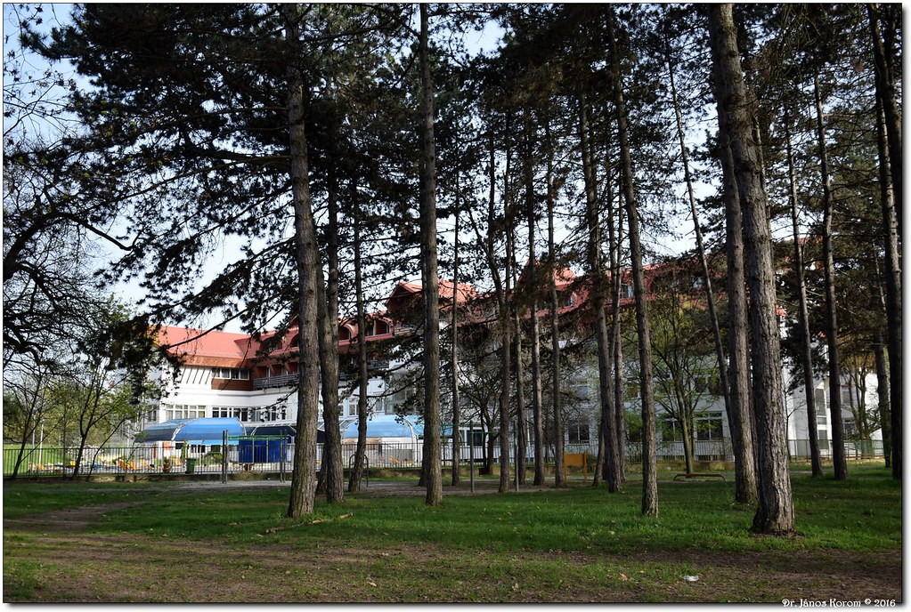 Red-tiled roof and white facade of the Aquaticum Debrecen thermal bath building, seen through tall pine trunks in the Nagyerdo forest.