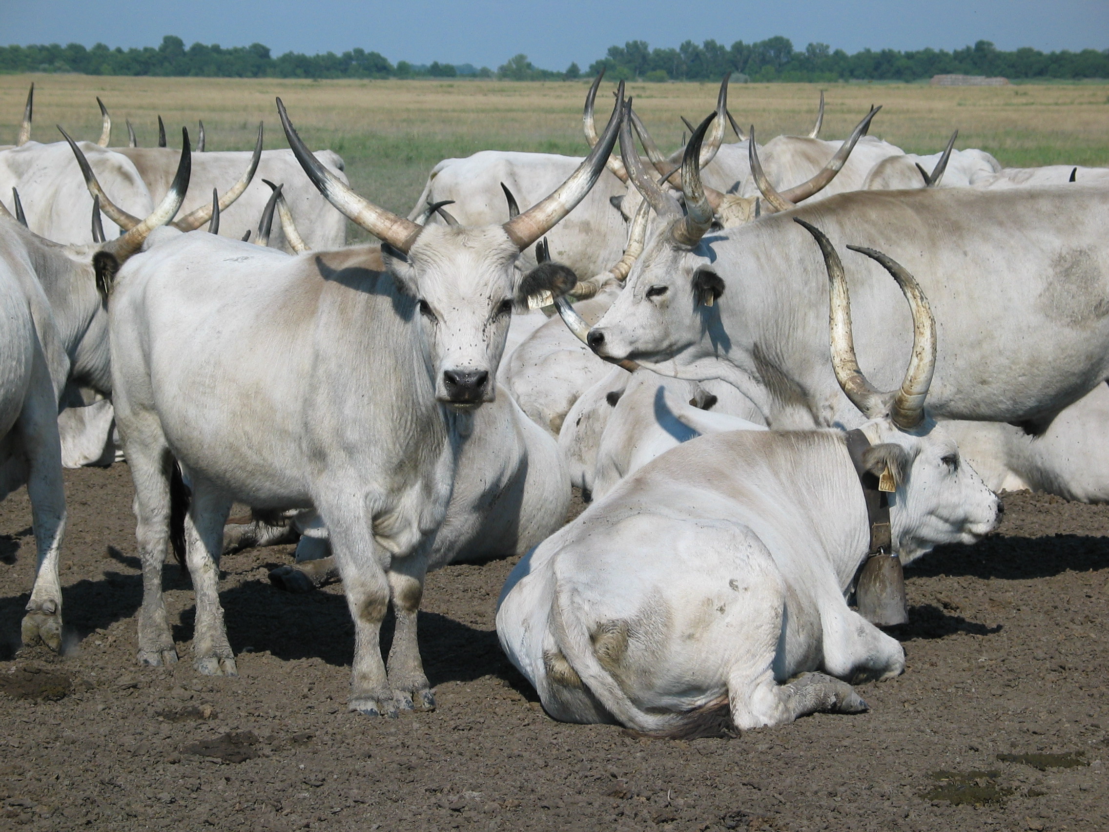 Hungarian grey cattle grazing on the open grassland of Hortobágy National Park