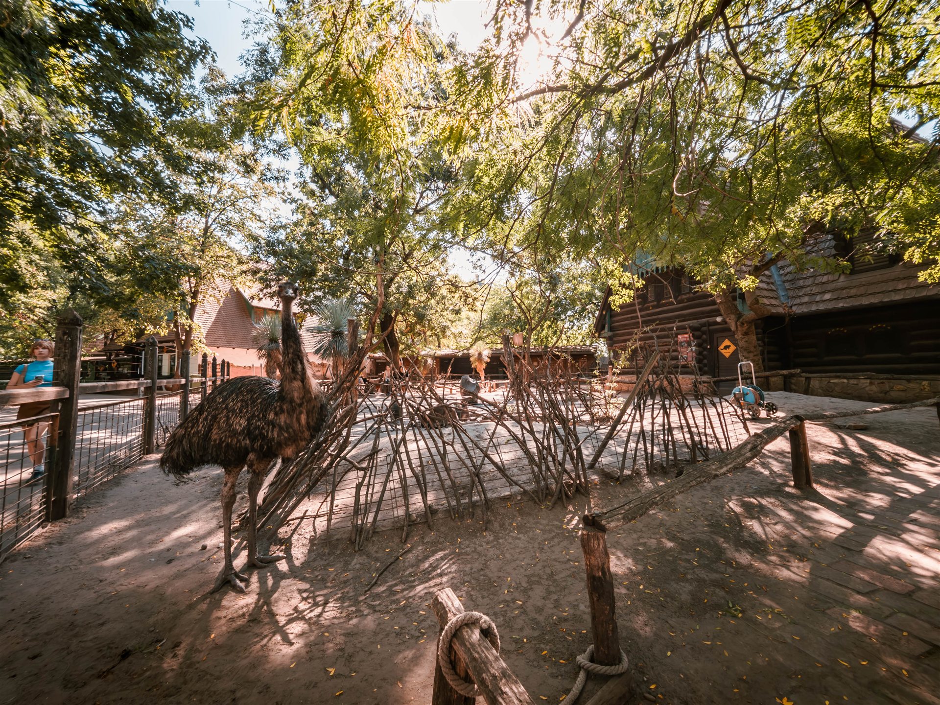 An emu in its outdoor enclosure at Budapest Zoo