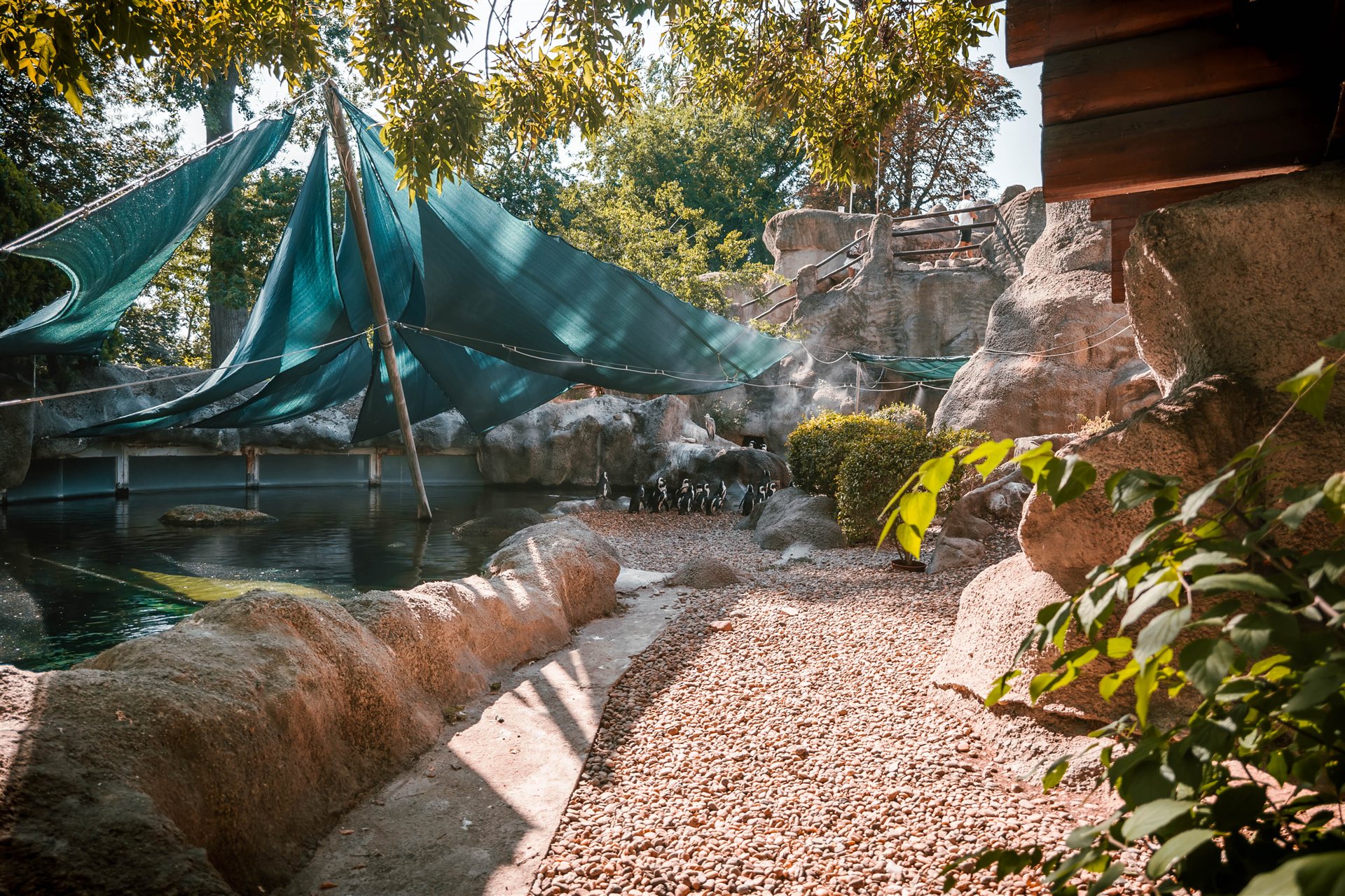 Penguins beside their pool at Budapest Zoo
