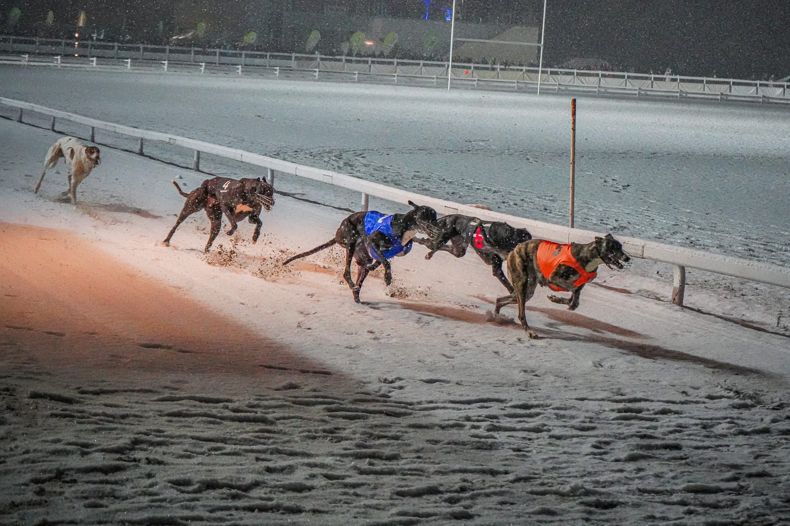 Galgos con chalecos de carrera en una curva nevada de noche, junto a la baranda interior