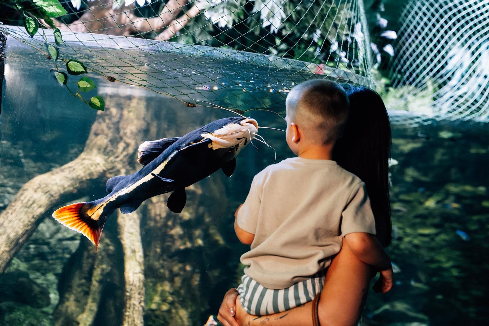A small boy held on a woman’s hip, face to face with a redtail catfish behind the glass of a planted freshwater tank under netting