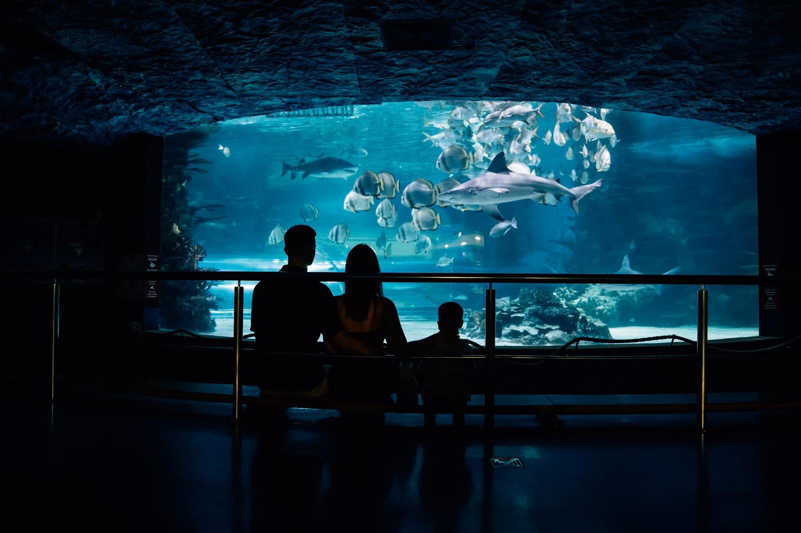 A family in silhouette on a bench before the big saltwater tank at the Tropicarium, a shark gliding past a shoal of round silver fish