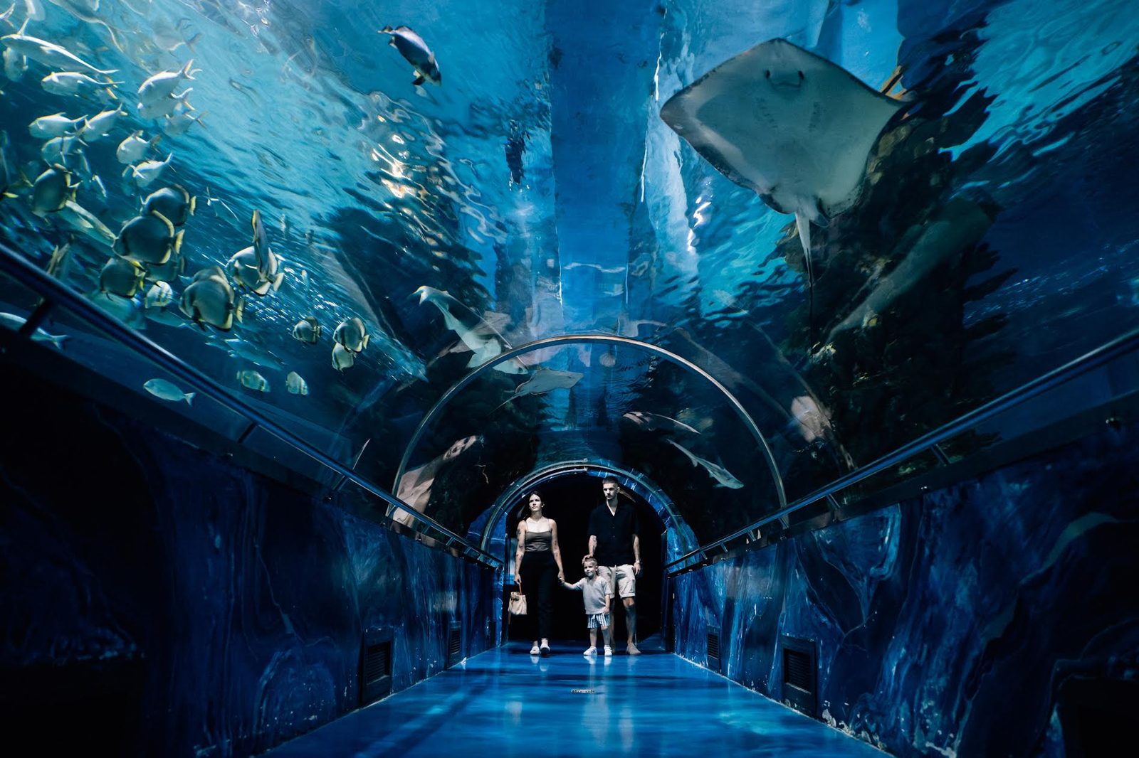 A family walking hand in hand through the Tropicarium’s glass tunnel under the saltwater tank, a ray passing overhead and a shoal of fish to the left