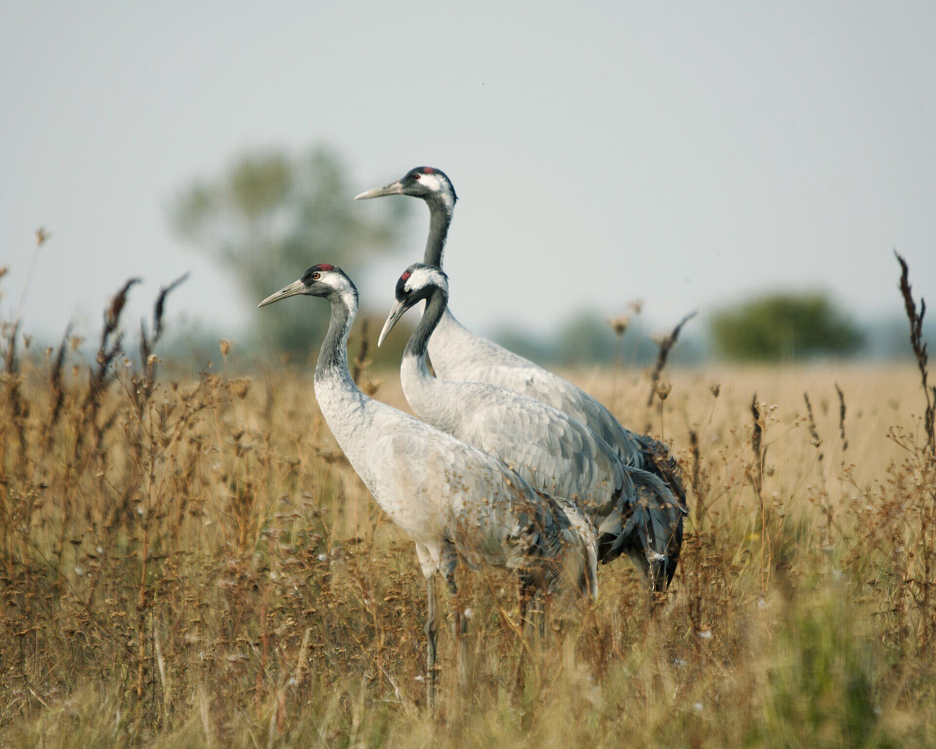 Three common cranes with red crowns and black-and-white heads standing in tall dry autumn grass on the puszta