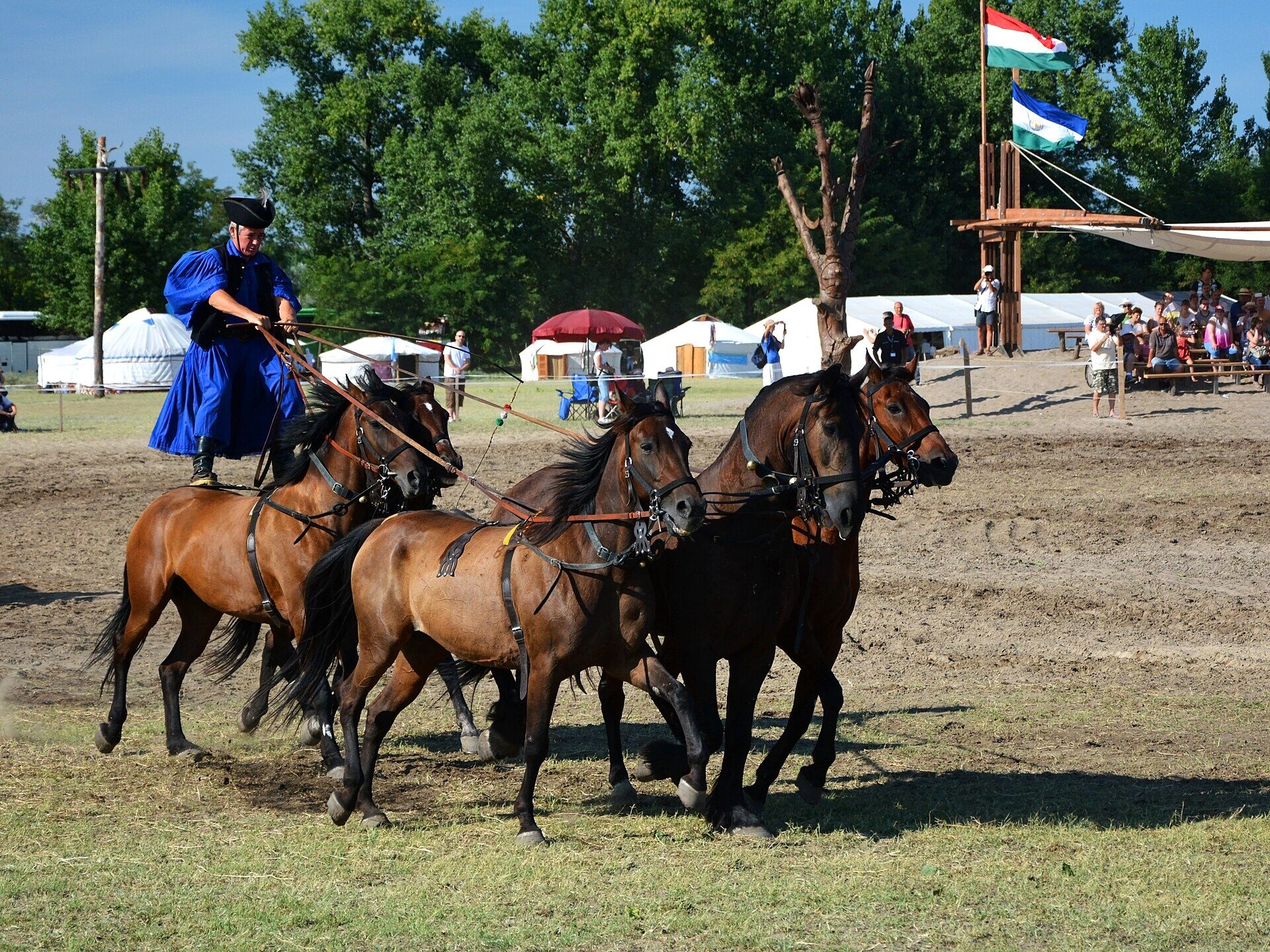 A horseherd in a blue traditional costume and black hat standing astride two galloping bay horses while driving three more in front, at an open-air puszta horse show with spectators and white tents behind