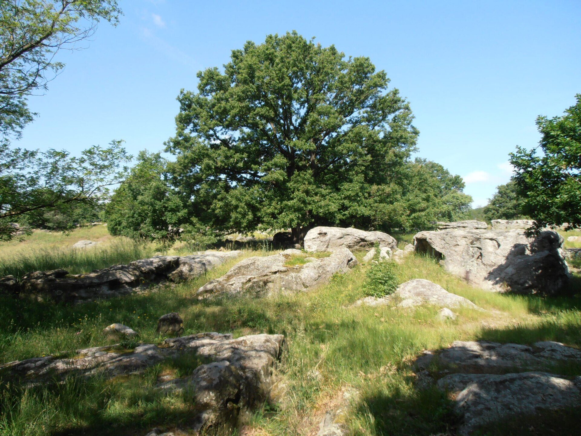 Large rounded gray boulders scattered across a grassy meadow under a big oak tree at the Szentbékkálla stone sea