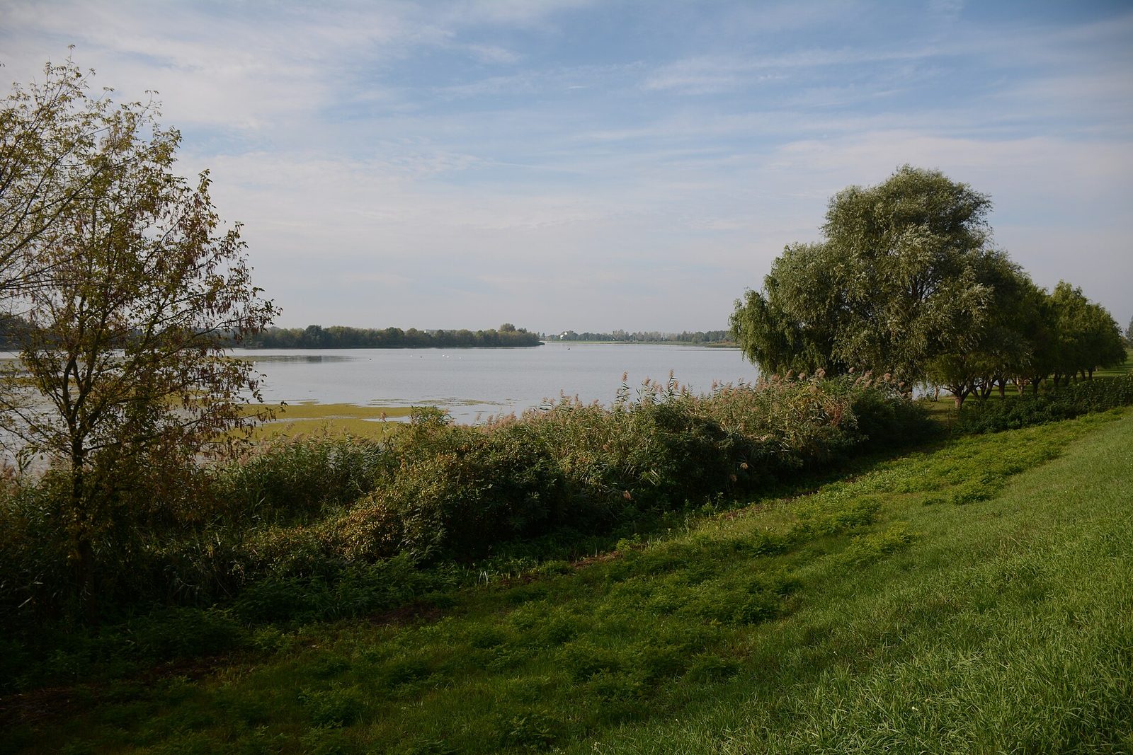 Zatoka w Kisköre nad Jeziorem Cisa widziana z trawiastego wału, z trzcinami i wierzbami wzdłuż brzegu, roślinami pływającymi i spokojną wodą pod jasnym jesiennym niebem