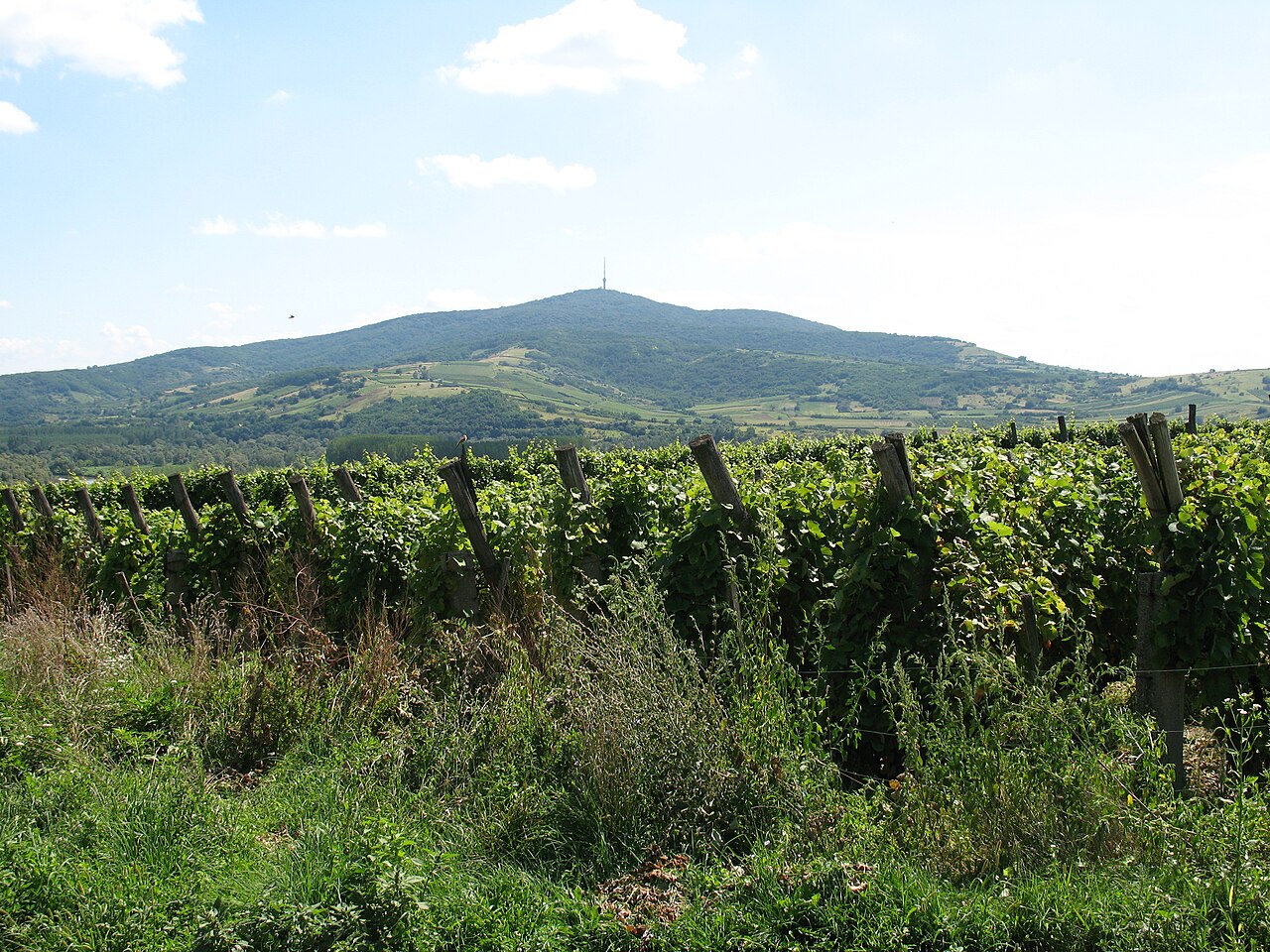 Wzgórze Tokaj za winnicą, widziane z Bodrogkeresztúr, z masztem nadajnika na szczycie