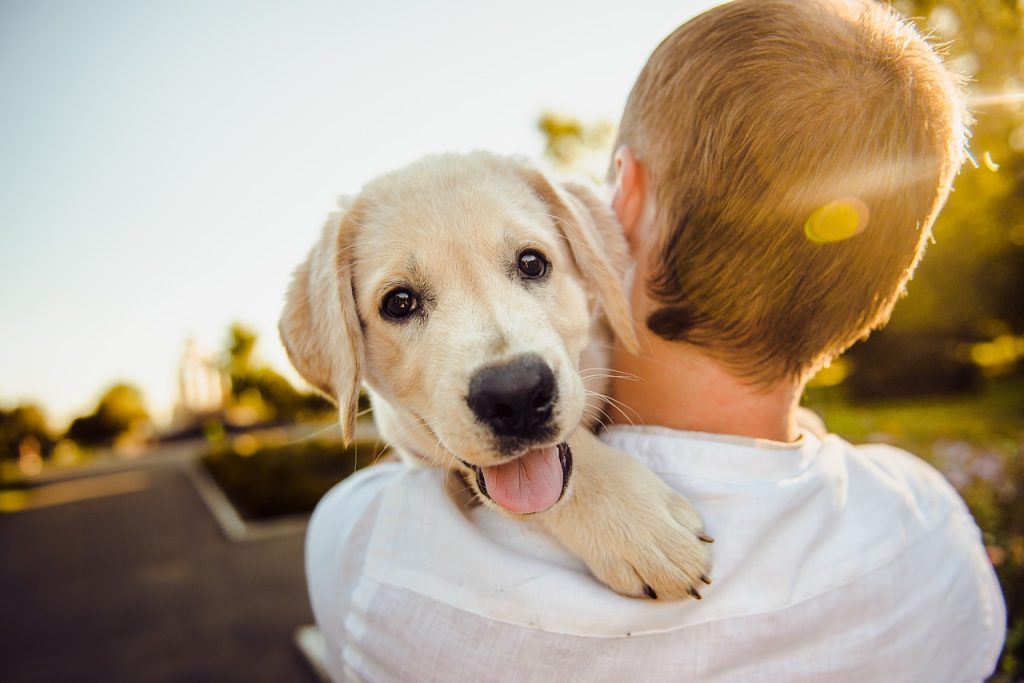 Dog-Friendly Restaurants